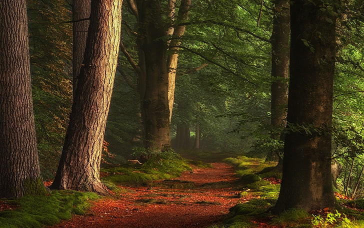 brown trees, nature, landscape, forest, path, sunlight, morning, HD wallpaper