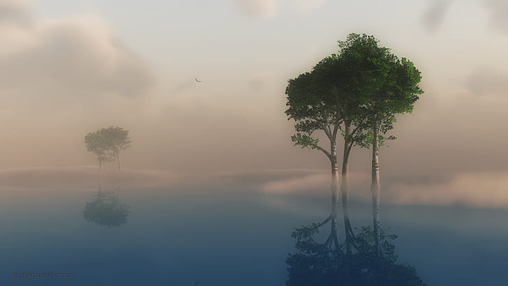 fog, foggy, forest, morning, HD wallpaper