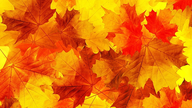 brown maple leaves, nature, minimalism, fall, orange, yellow, HD wallpaper