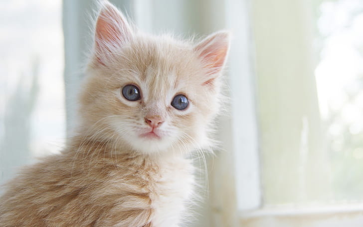 Cute kitten close-up, cat's whiskers, eyes, facial expressions, HD wallpaper