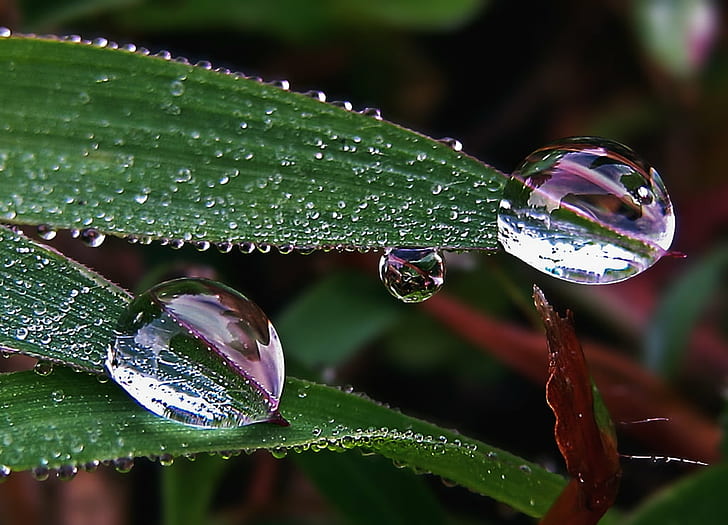 selective focus photography of rain drops on leaves, Tears, Earth