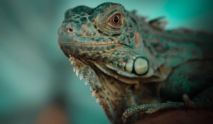 animals, reptiles, iguana, animal themes, one animal, close-up, HD wallpaper