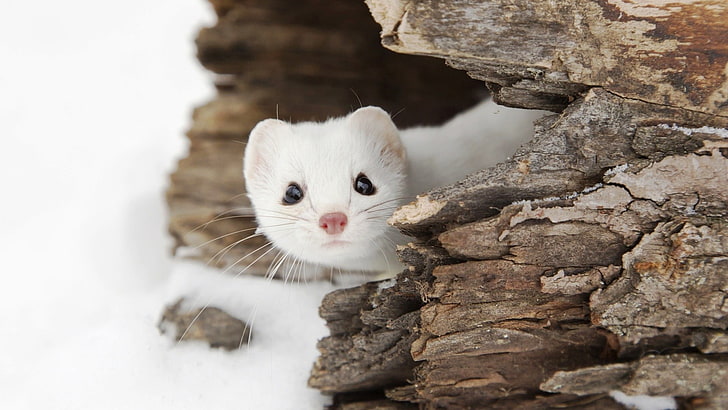 white rodent, Weasel, snow, landscape, wildlife, animals, animal themes