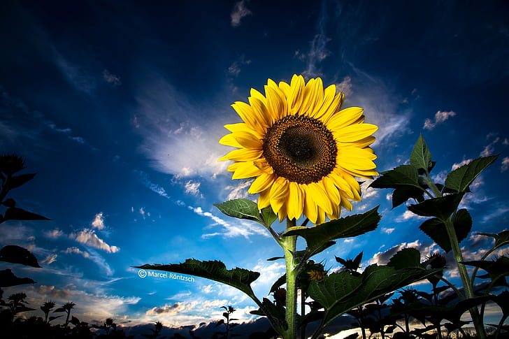 low angle photo of yellow sunflower on clear blue sky, bavaria, sunflower, bavaria