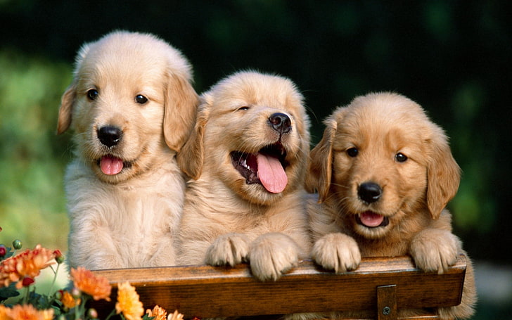 three golden Labrador retriever puppies, retrievers, cute, box