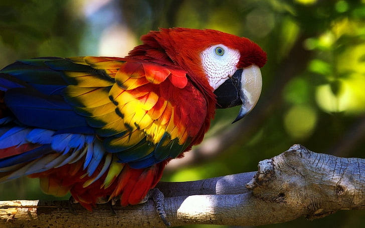 parrot, animals, macaws, birds, colorful, branch, animal themes