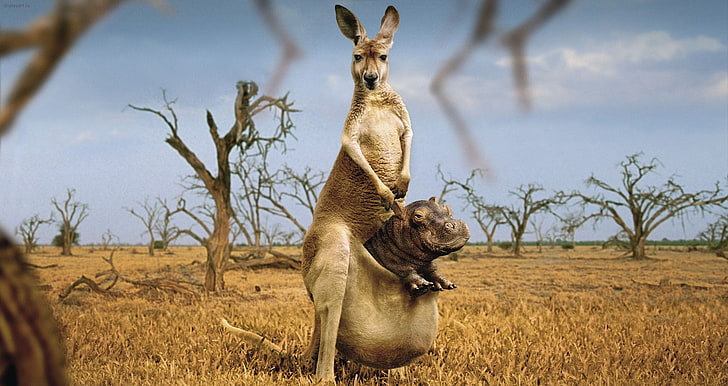 brown kangaroo, humor, strange, Hippo, animal, wildlife, africa, HD wallpaper