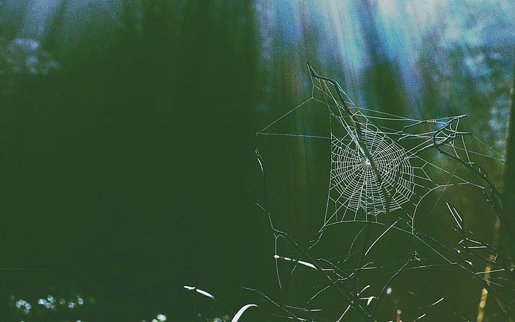 spider, horror, plant, spider web, close-up, nature, green color, HD wallpaper