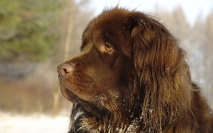 adult Newfoundland dog, big, brown, good, pets, animal, canine