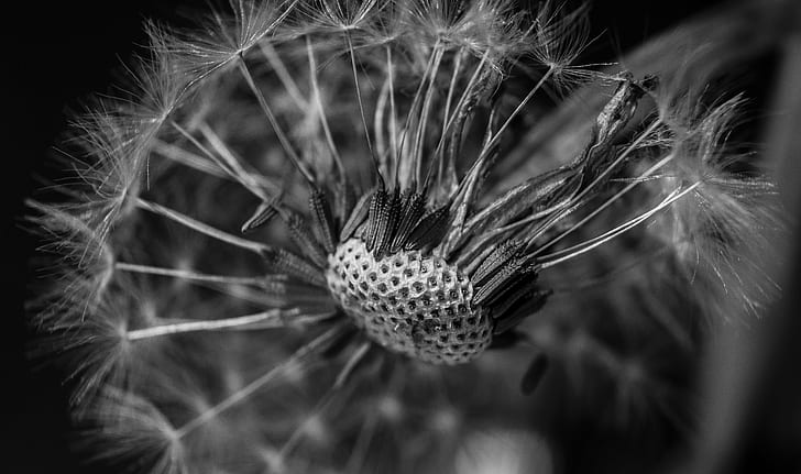 micro photography of Dandelion flower, Blown away, A58, Attribution