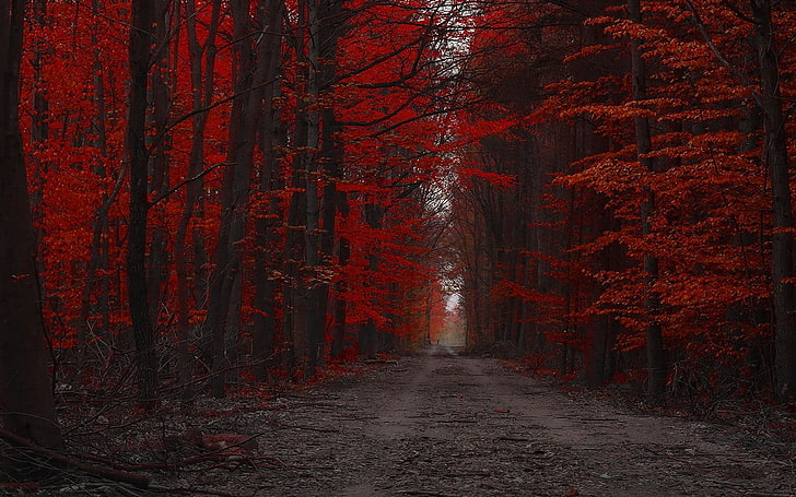 orange leafed trees, red, forest, nature, path, landscape, fall, HD wallpaper
