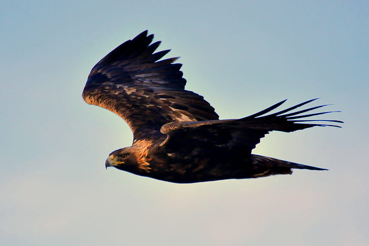 brown eagle flying on air, golden eagle, golden eagle, NWR, USFWS, HD wallpaper
