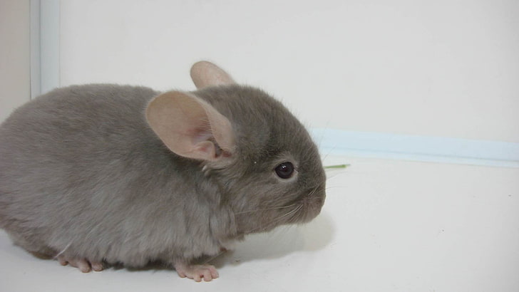 gray rabbit, chinchilla, animal, black, background, pets, cute, HD wallpaper