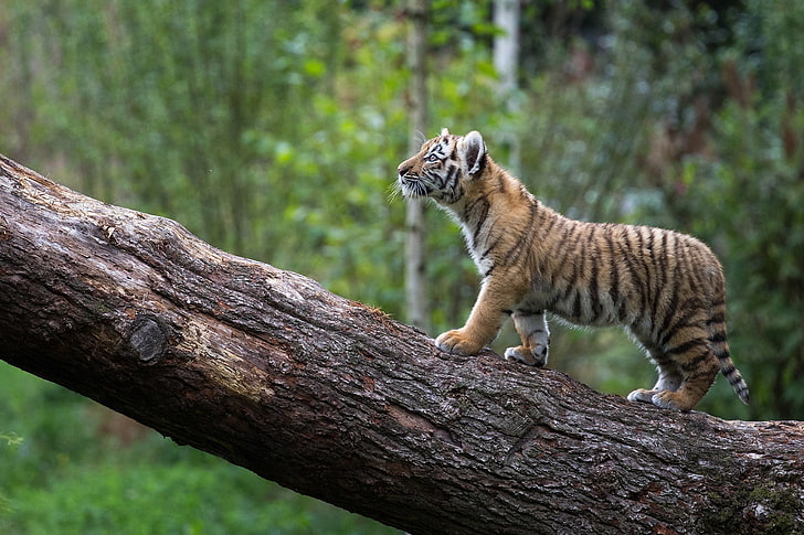 tiger, tree, cub, walking, baby, forest, predator, wild, Animal, HD wallpaper