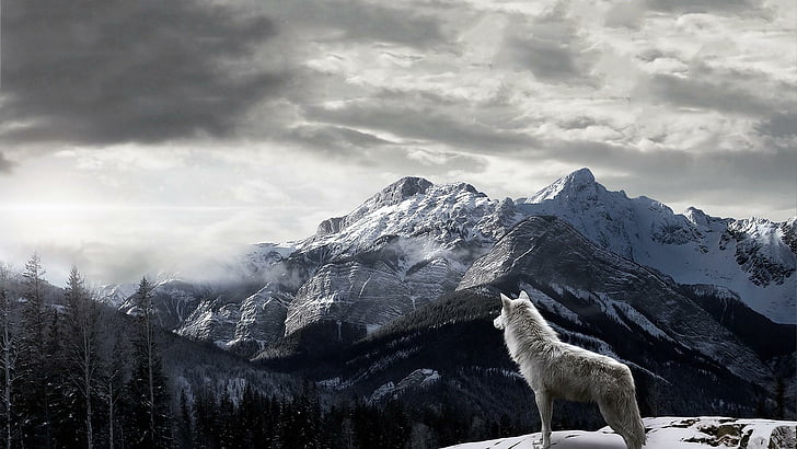 wolf, mountains, wolfes, trees, snow, nature