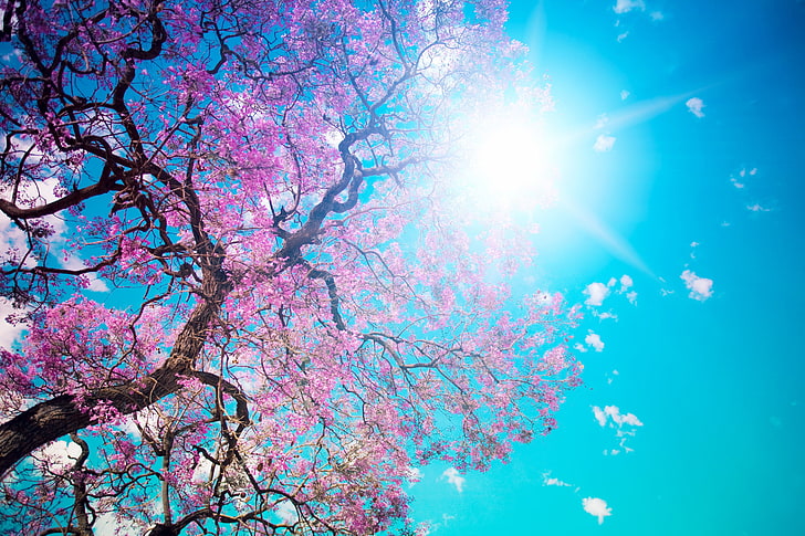 cherry blossom, tree, sun, blue, lilac, krone, spring, flowering, HD wallpaper