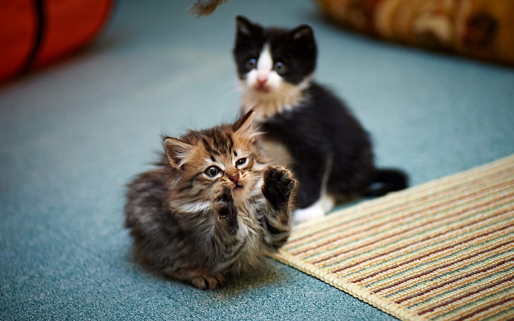 2 Cute Kitties, kitty, funny, kittens, HD wallpaper