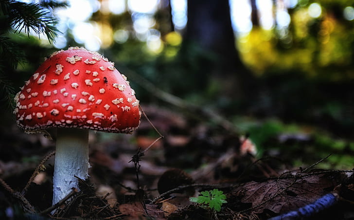 red and gray mushroom on forest photography, Fly agaric, nature
