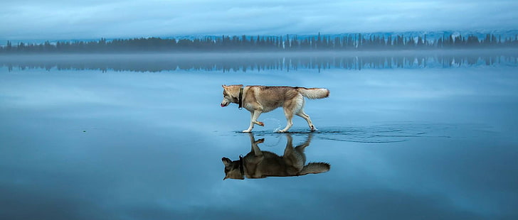 animals, dog, Siberian Husky, lake, frozen lake, landscape