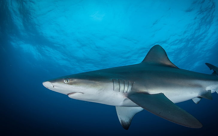 Oceanic Shark Carcharhinus Longimanus Desktop Wallpaper Hd For Mobile Phones And Laptops, HD wallpaper