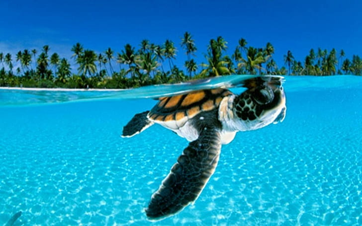 Animals, Turtle, Green, Palm Tree, Sea, Seawater, Blurred