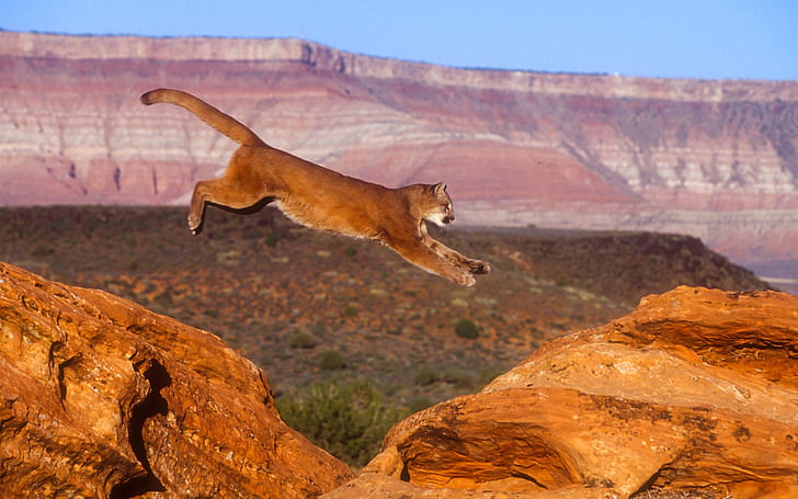 Puma, cougar, mountain lion, jump, HD wallpaper