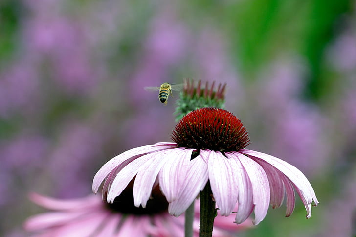 selective focus photography of pink Coneflower and Bee, Colourful