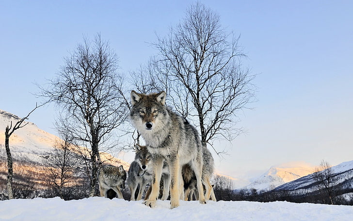 adult Alaskan malamute, wolf, walk, flock, winter, snow, dog