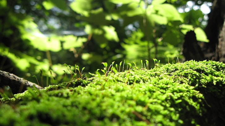 green and yellow leaf plant, plants, moss, macro, growth, green color