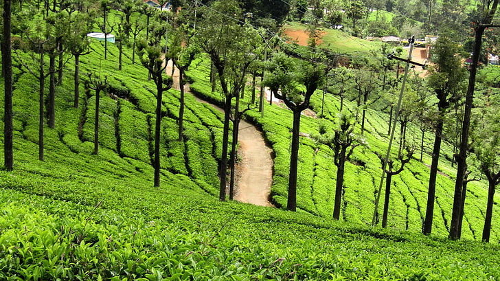 ooty tea estate, plant, green color, growth, land, landscape