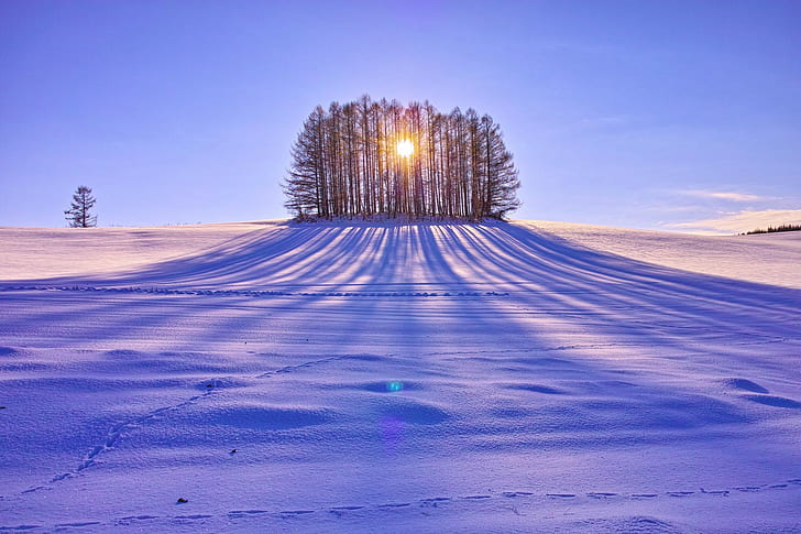 sunlight, trees, snow, landscape, winter