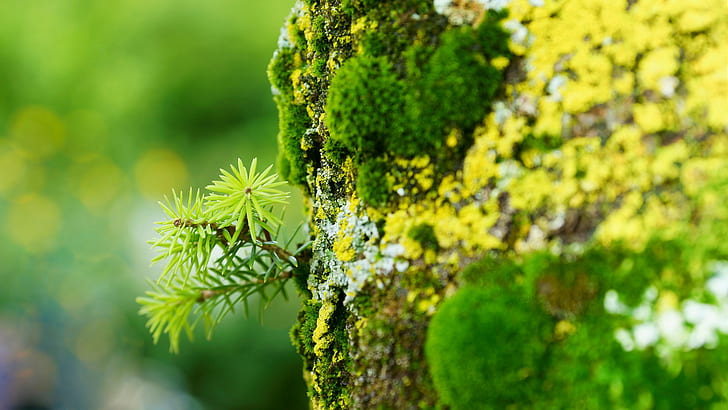 leaves, moss, nature, foliage, HD wallpaper