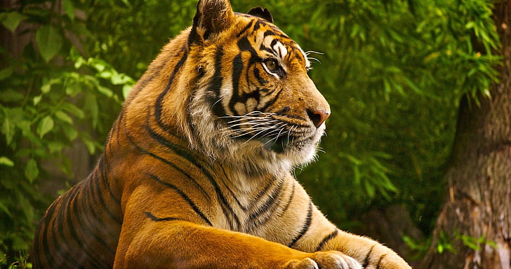 tiger, trees, animals, wild cat, photography, feline, animal themes, HD wallpaper
