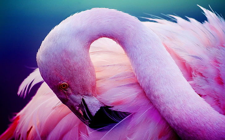 HD wallpaper: Flamingo Pink Neck, pink flamingo, Animals, Birds, pink color  | Wallpaper Flare