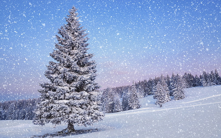 winter, snow, pine trees, landscape, forest, cold temperature, HD wallpaper