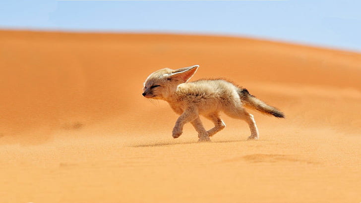 Sand Deserts Fennec Fox HD, ear, foxes, national geographic, running