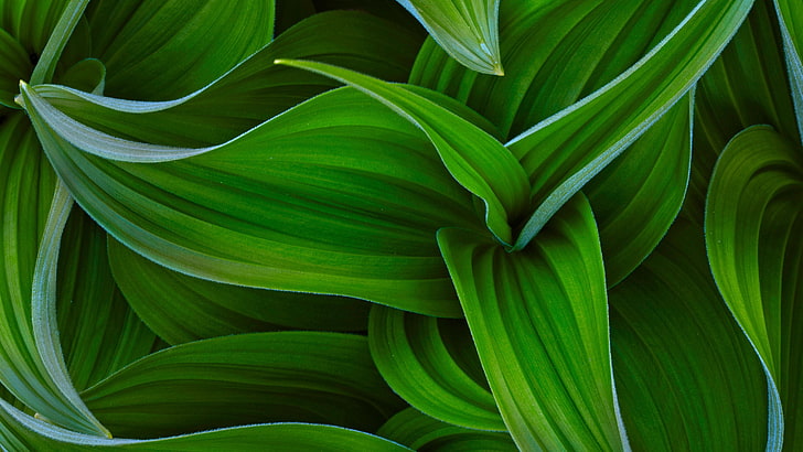 green leafed plant, plants, green color, plant part, growth, close-up, HD wallpaper