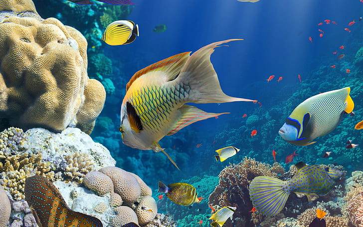 Wallpaper Hd Marine Animals Underwater World Fish Corals, HD wallpaper