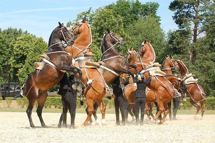 horse, Saumur, Equitation, France, group of animals, domestic animals, HD wallpaper
