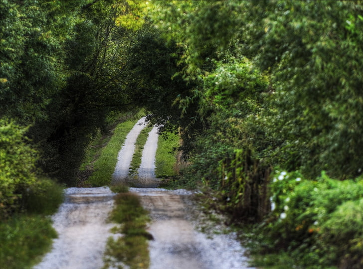 Your Road Ahead, green trees near roadway, Nature, Landscape, HD wallpaper