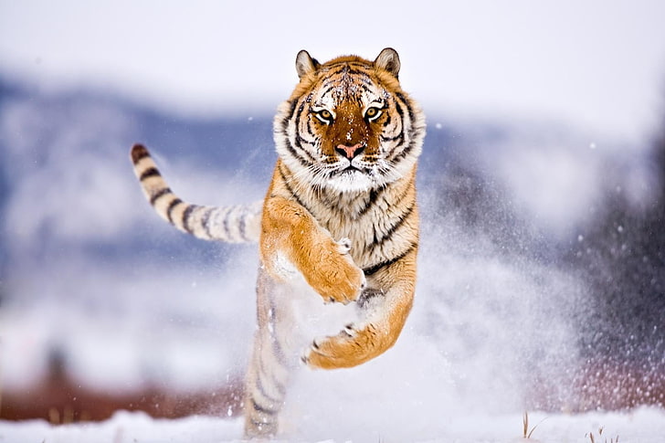 orange tiger, jump, snow, animal, wildlife, mammal, carnivore, HD wallpaper
