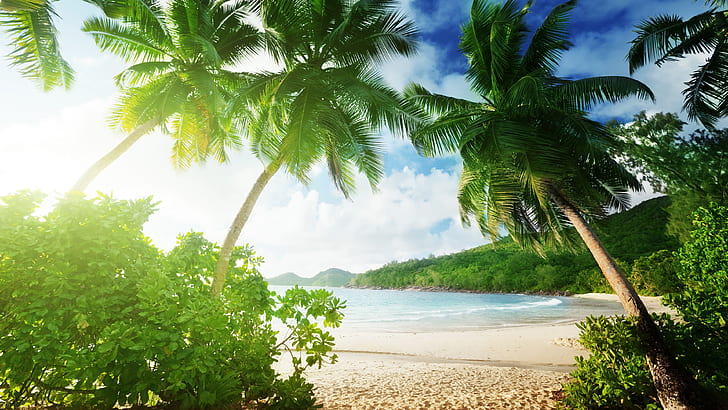 Tropical beach, palm trees, sand, sea, coast, clouds, green leafed plant