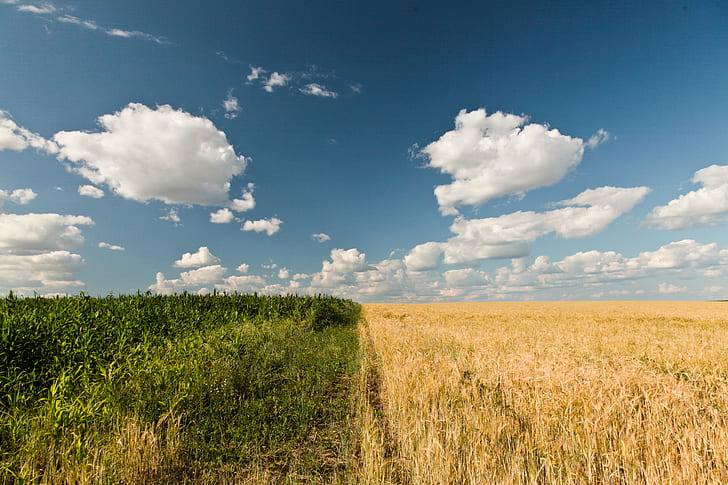 brown wheat field and green corn field under cloudy blue sky, HD wallpaper