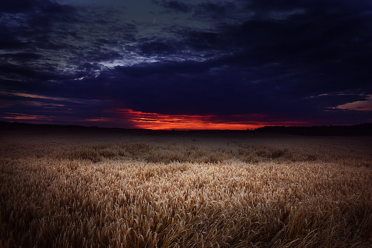 brown wheat field, sunset, nature, landscape, sky, clouds, cloud - sky, HD wallpaper