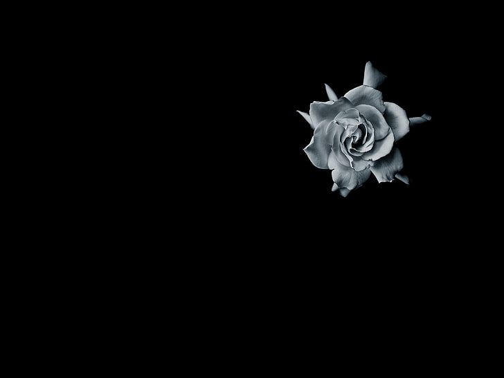 Black Rose 1080p 2k 4k 5k Hd Wallpapers Free Wallpaper Flare - Black Flower Wallpaper 4k