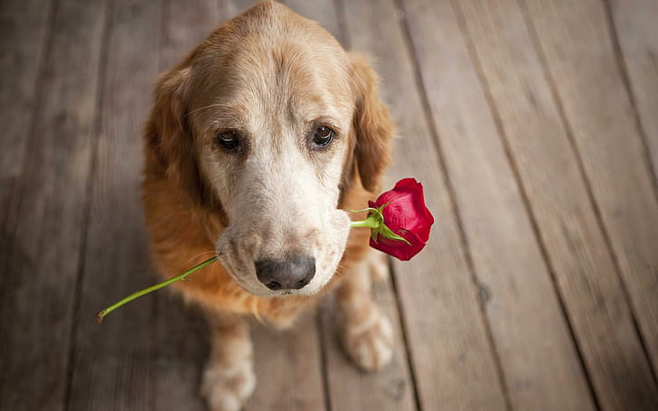 Dog Carrying Rose Love Puppy Pet Widescreen Resolutions, dogs, HD wallpaper