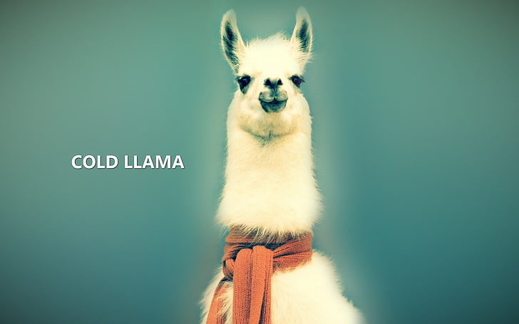 white llama, animals, llamas, abstract, nature, mammal, animal themes, HD wallpaper