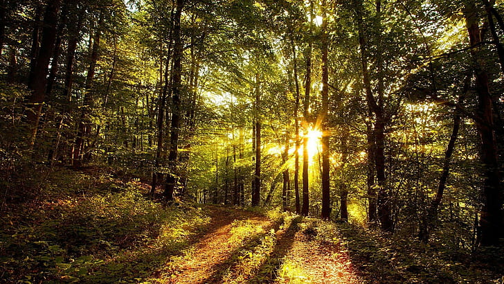 Nature, Trees, Forest, Grass, Sun Rays, Leaves, Path, HD wallpaper