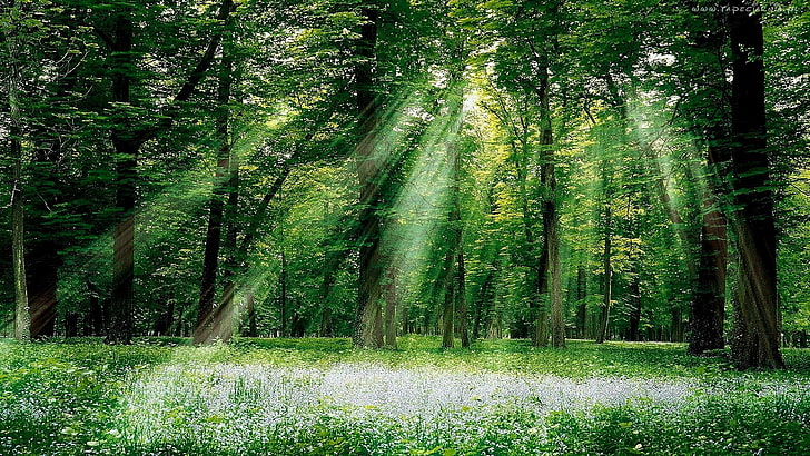 forest, trees, sun rays, plant, land, green color, beauty in nature, HD wallpaper