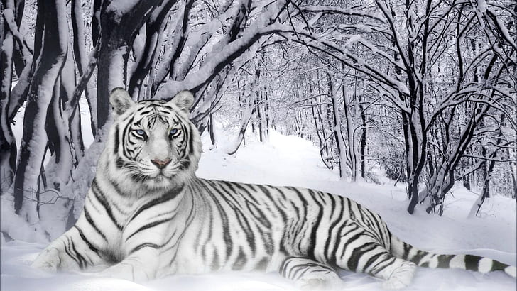 snow, white tiger